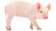 Pig Animals for sale in Carlsbad, CA, USA. price: NA