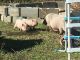 Pig Animals for sale in Cameron, NC 28326, USA. price: $50