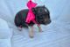 Pig Animals for sale in Laguna Hills, CA, USA. price: NA