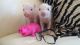 Pig Animals for sale in De Leon Springs, FL, USA. price: NA