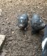 Pig Animals for sale in Stamford, NY 12167, USA. price: $450