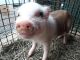 Pig Animals for sale in Los Angeles, CA, USA. price: $2,000