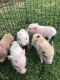 Pig Animals for sale in Columbus, IN, USA. price: NA