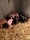 Pig Animals for sale in Charleston, WV, USA. price: NA