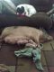 Pig Animals for sale in 9482 Langworthy Dr, Brooksville, FL 34613, USA. price: NA