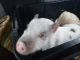 Pig Animals for sale in Gouverneur, NY 13642, USA. price: $200