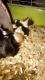 Pig Animals for sale in Dayton, OH, USA. price: NA