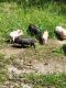 Pig Animals for sale in Somerset, KY, USA. price: $200