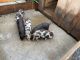 Pig Animals for sale in Copake, NY 12516, USA. price: NA