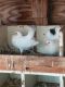 Pigeon Birds for sale in Beaumont, CA 92223, USA. price: NA