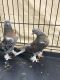 Pigeon Birds for sale in Hollywood, FL, USA. price: NA