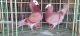 Pigeon Birds for sale in Visakhapatnam, Andhra Pradesh, India. price: 1 INR