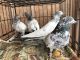Pigeon Birds for sale in Troy, MI, USA. price: NA