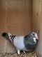 Pigeon Birds for sale in Rocky Face, GA 30740, USA. price: NA