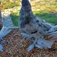 Pigeon Birds for sale in Palmdale, CA, USA. price: $25