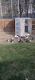 Pigeon Birds for sale in Kimball, MI 48074, USA. price: $20