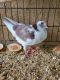 Pigeon Birds for sale in Montclair, CA 91763, USA. price: $80