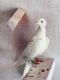 Pigeon Birds for sale in Converse, TX 78109, USA. price: $50