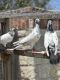 Pigeon Birds