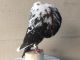 Pigeon Birds for sale in Miami, FL, USA. price: NA