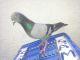 Pigeon Birds for sale in Bengaluru, Karnataka 560001, India. price: 750 INR