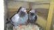 Pigeon Birds for sale in Thiruvananthapuram, Kerala 695001, India. price: 1000 INR