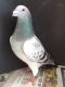 Pigeon Birds for sale in Wilmington, NC, USA. price: NA