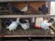 Pigeon Birds for sale in Newark, DE, USA. price: NA