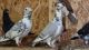 Pigeon Birds for sale in Tracy, MN 56175, USA. price: NA
