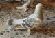 Pigeon Birds for sale in Sterling Heights, MI, USA. price: $40