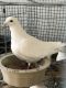 Pigeon Birds for sale in Mason, OH 45040, USA. price: NA