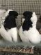 Pigeon Birds for sale in Mason, OH 45040, USA. price: NA