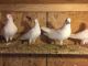 Pigeon Birds for sale in Waukegan, IL, USA. price: NA