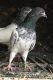 Pigeon Birds for sale in Sterling Heights, MI, USA. price: $1