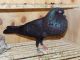 Pigeon Birds for sale in Mt Holly, NC, USA. price: NA