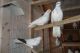 Pigeon Birds for sale in Newton, NH 03858, USA. price: NA