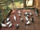 Pigeon Birds