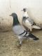 Pigeon Birds for sale in Jacksonville, FL, USA. price: NA