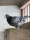 Pigeon Birds for sale in Houston, TX, USA. price: NA