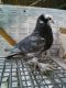 Pigeon Birds for sale in Bay City, MI, USA. price: $50