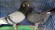 Pigeon Birds for sale in Battleboro-Leggett Rd, Battleboro, NC 27809, USA. price: NA