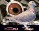 Pigeon Birds for sale in River Falls, WI 54022, USA. price: NA