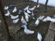 Pigeon Birds for sale in Latham, NY 12110, USA. price: NA