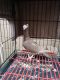 Pigeon Birds for sale in Surprise, AZ, USA. price: NA