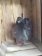 Pigeon Birds for sale in Elmhurst, IL, USA. price: $100
