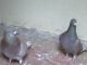 Pigeon Guillemot Birds