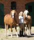 Pindos Pony Horses