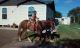 Pinto Horses for sale in Houston, TX, USA. price: NA