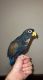 Pionus Parrot Birds