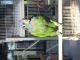 Pionus Parrot Birds for sale in Peoria, IL, USA. price: $825